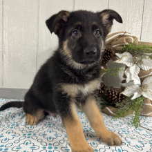 German Shepherd Dog Puppy Steve