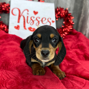 Dachshund Puppy Valley
