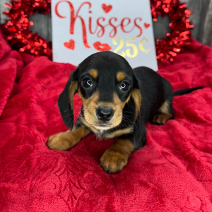 Dachshund Puppy Valley