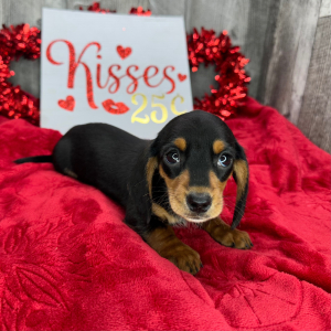 Dachshund Puppy Valley