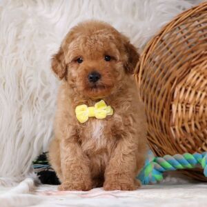 Poodle Puppy Hayden