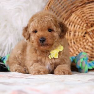 Poodle Puppy Hayden