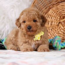 Poodle Puppy Hayden