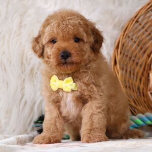 Poodle Puppy Hayden