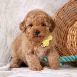 Poodle Puppy Hayden