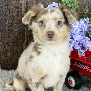 Chihuahua Puppy Grady