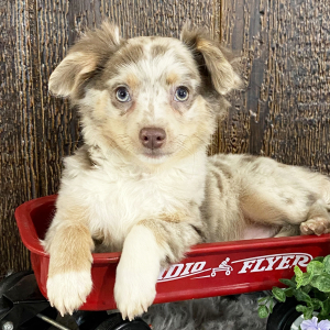 Chihuahua Puppy Grady