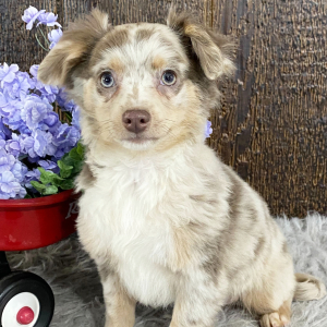 Chihuahua Puppy Grady