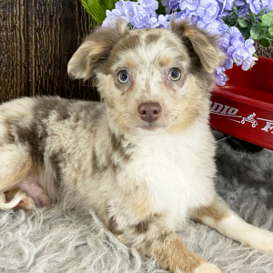 Chihuahua Puppy Grady