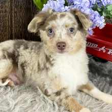 Chihuahua Puppy Grady