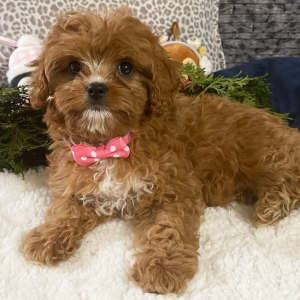 Cavapoo Puppy Annette