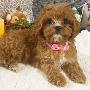 Cavapoo Puppy Annette