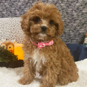 Cavapoo Puppy Annette