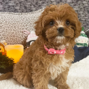 Cavapoo Puppy Annette