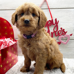 Goldendoodle Puppy Fai