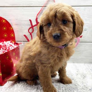 Goldendoodle Puppy Fai