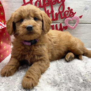 Goldendoodle Puppy Fai