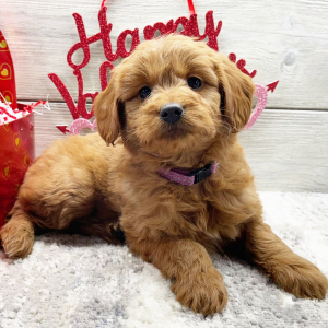 Goldendoodle Puppy Fai