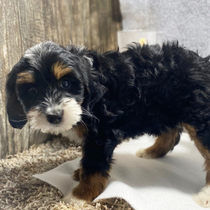 Bernedoodle Puppy Snuggles