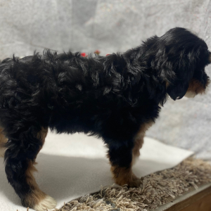 Bernedoodle Puppy Snuggles