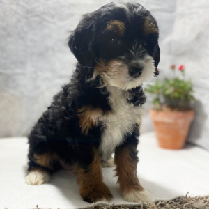Bernedoodle Puppy Snuggles