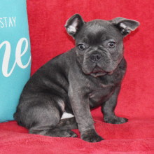French Bulldog Puppy Trevor