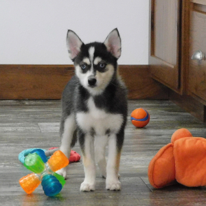 Pomsky Puppy Ivory