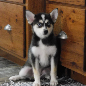 Pomsky Puppy Ivory
