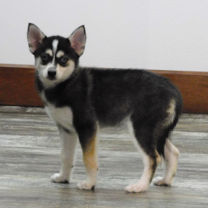 Pomsky Puppy Ivory