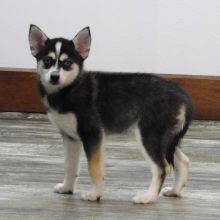 Pomsky Puppy Ivory