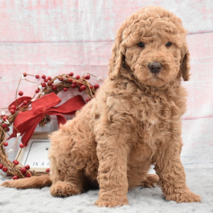 Labradoodle Puppy Bree