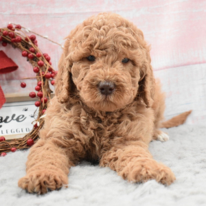 Labradoodle Puppy Bree