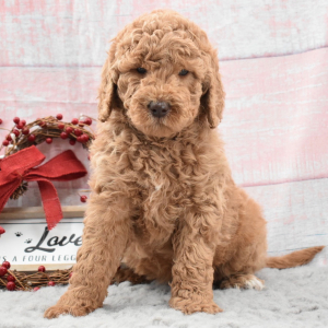 Labradoodle Puppy Bree