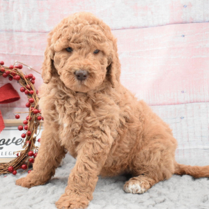 Labradoodle Puppy Bree