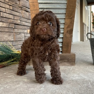 Cockapoo Puppy Jenny