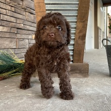 Cockapoo Puppy Jenny