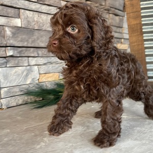 Cockapoo Puppy Jenny