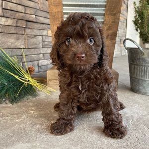 Cockapoo Puppy Jenny