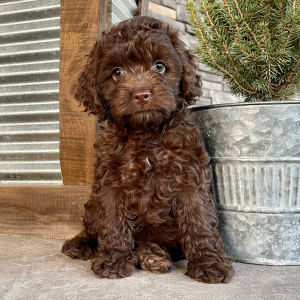 Cockapoo Puppy Jenny