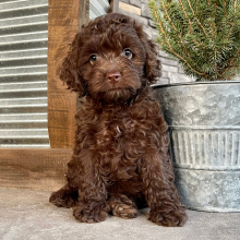 Cockapoo Puppy Jenny