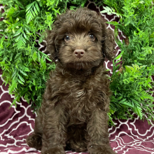 Cockapoo Puppy Jenny