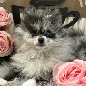 Pomeranian Puppy Neesha