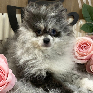 Pomeranian Puppy Neesha