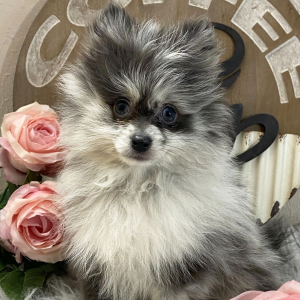 Pomeranian Puppy Neesha