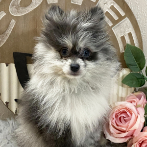 Pomeranian Puppy Neesha