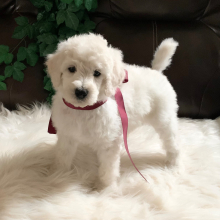 Poodle Puppy Crystal Ann