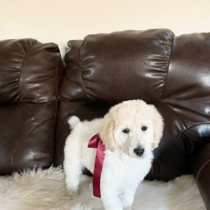Poodle Puppy Crystal Ann