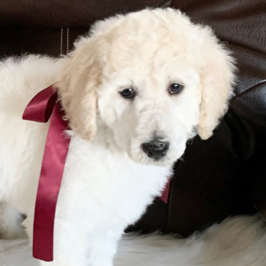 Poodle Puppy Crystal Ann