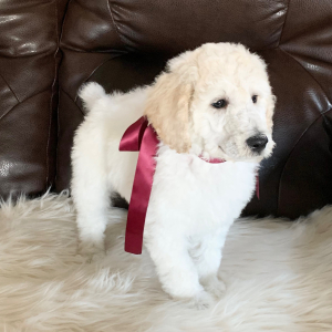 Poodle Puppy Crystal Ann