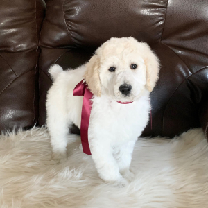 Poodle Puppy Crystal Ann